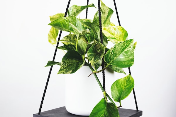 巴西队球星内马尔在训练中展示技巧